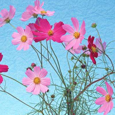 十里桃花手游官方下载